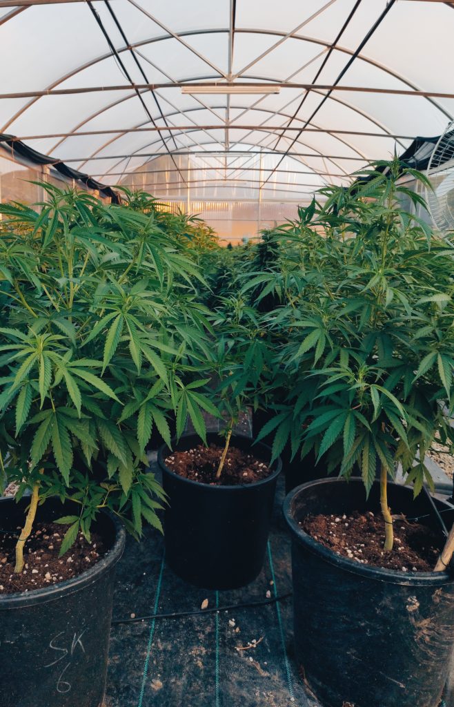 La nostra coltivazione di cannabis light biologica