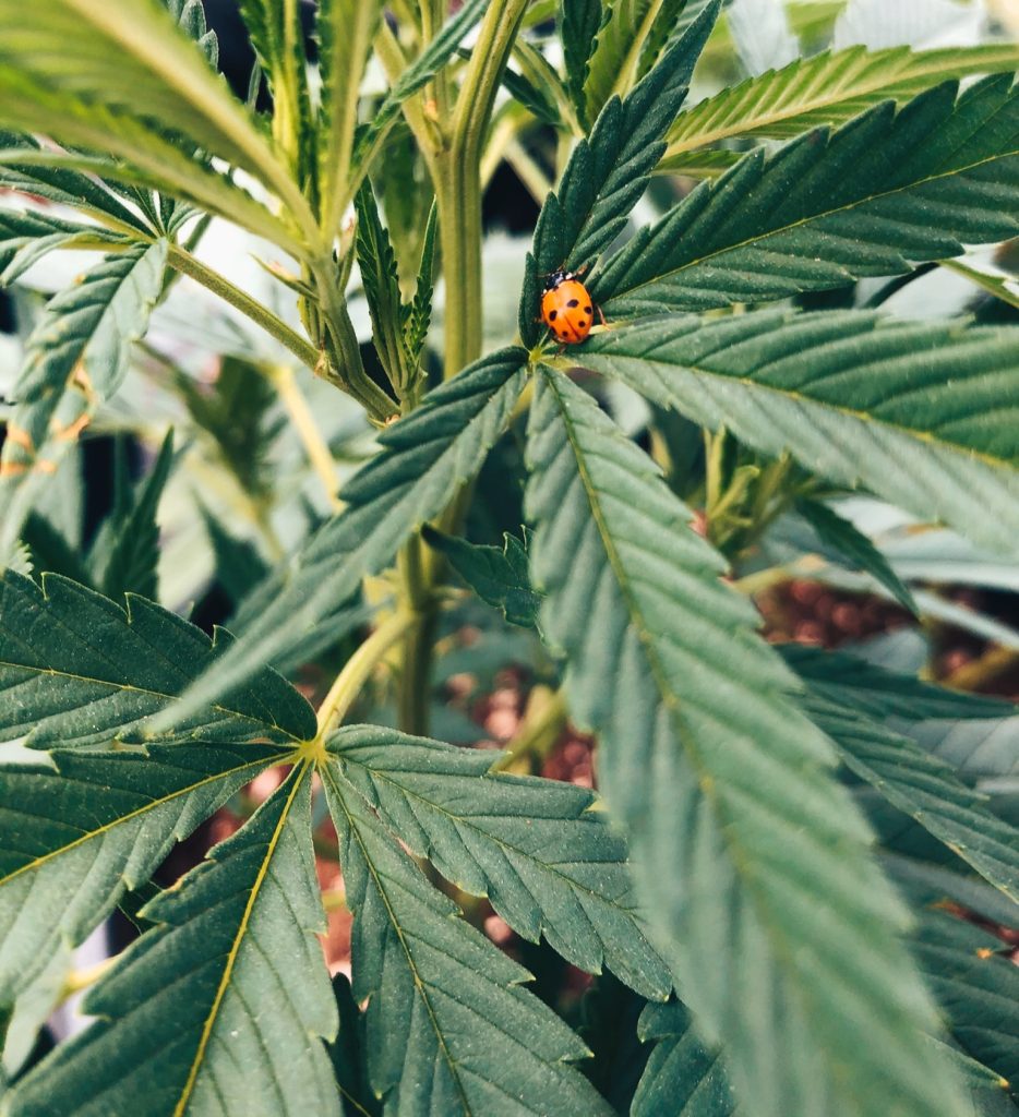 coccinella contro gli insetti dannosi per la cannabis